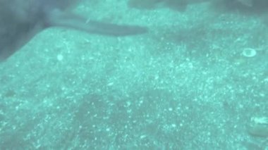 Kırmızı stingray ve şeritli houndshark