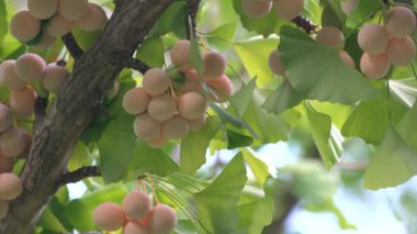 Ginkgo fındık cicada'nın buzz ile 