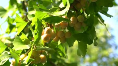 Ginkgo ağacı Ginkgo Fındıklı