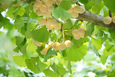 Ginkgo ağacı Ginkgo Fındıklı 