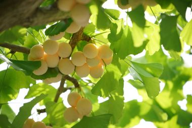 Ginkgo ağacı Ginkgo Fındıklı 