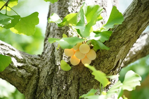 Ginkgo ağacı Ginkgo Fındıklı 