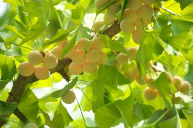 Ginkgo ağacı Ginkgo Fındıklı 