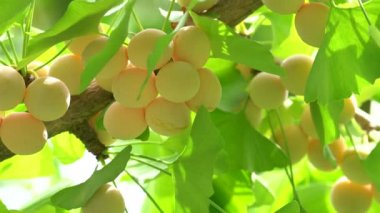 Ginkgo ağacı Ginkgo Fındıklı 
