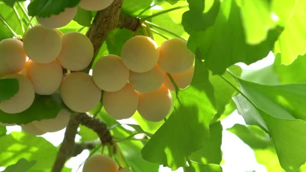 Ginkgo tree with Ginkgo nuts — Stock Video