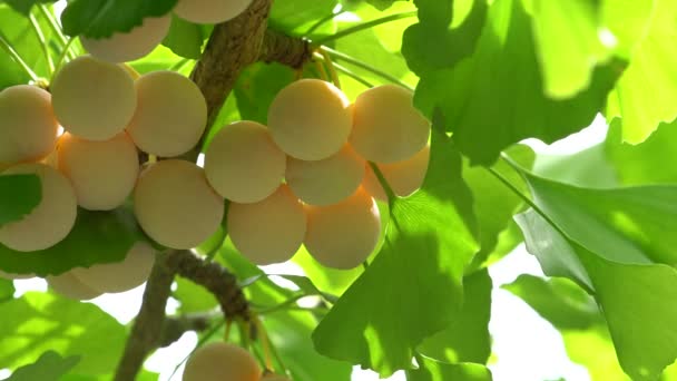 Árbol de ginkgo con nueces de ginkgo — Vídeo de stock