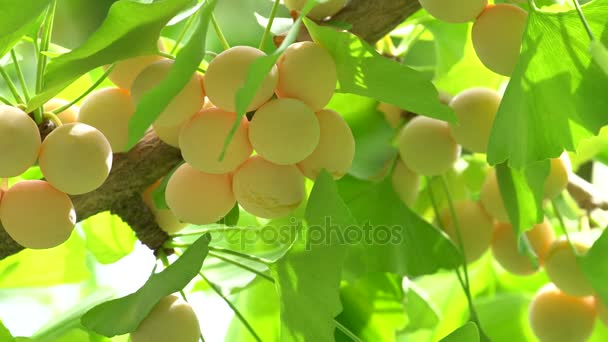 Ginkgobaum mit Ginkgonüssen — Stockvideo