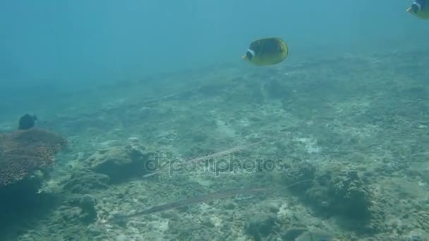 Smooth Flutemouth and Chaetodontidae butterflyfish at Padanbai, Bali — Stock Video
