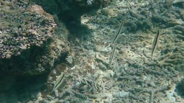 Aeoliscus strigatus en Padanbai, Bali — Vídeos de Stock