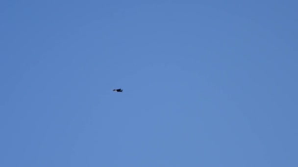 Kite i den blå himlen i Bali, Indonesien — Stockvideo