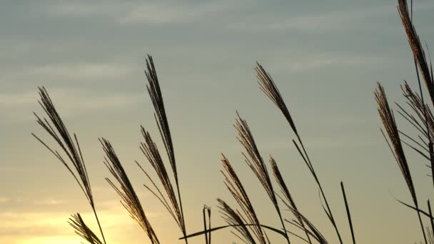 Miscanthus sinensis lub japoński Srebro trawa lub susuki o świcie — Wideo stockowe