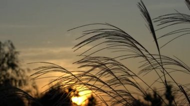 Gıda sinensis veya Japon gümüş ot ya da susuki şafak
