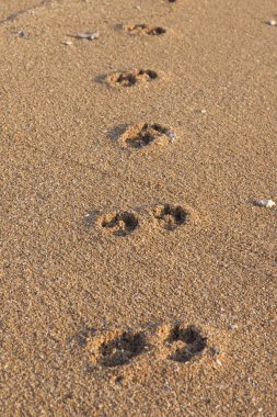 Ayak izleri köpek Sanur Beach, Bali