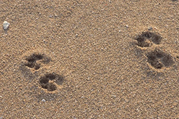 Empreintes de chien sur la plage de Sanur, Bali — Photo