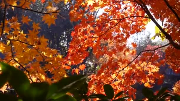 Tokyo Japonsko Listopad 2107 Odraz Vody Rybníku Osvětlit Listy Toto — Stock video