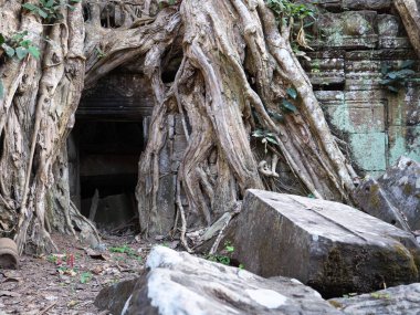 Siem Reap, Kamboçya-Aralık 23, 2017: Buda heykeli Siem Reap, Kamboçya ağaç veya tetrameles nudiflora Ta Prohm tapınak kalıntıları Spung köklerinin arasında tanınan yüzü.
