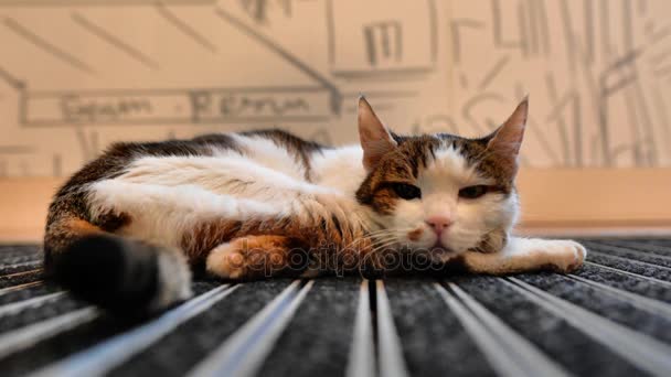 Paris Frankreich Januar 2018 Eine Katze Scheint Völlig Entspannt Mit — Stockvideo