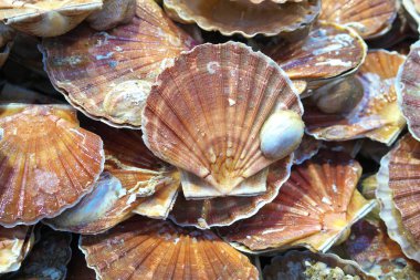 Paris, Fransa-Ocak 27 2018: Paris'te bir fishmongers sayaçta görüntülenen deniz ürünleri