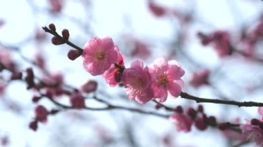 Tokyo, Japonya-Şubat 27, 2018: Ume çiçeği veya Erik çiçeği, baharın gelişini Japonya'da habercisi 