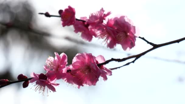 Tóquio Japão Fevereiro 2018 Flor Ume Flor Ameixa Prenúncio Chegada — Vídeo de Stock