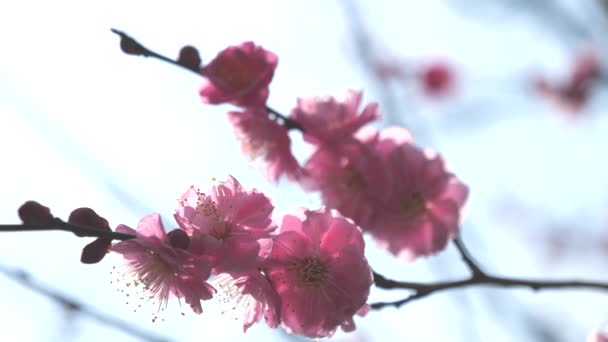 Tóquio Japão Fevereiro 2018 Flor Ume Flor Ameixa Prenúncio Chegada — Vídeo de Stock