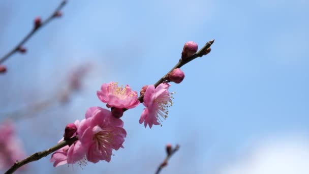 日本东京 2018年2月27日 天地开花或梅花 日本春天到来的预兆 — 图库视频影像