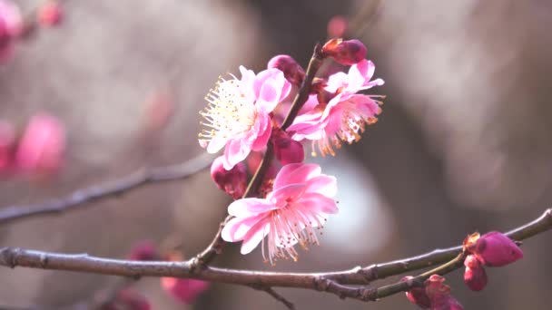 Tokyo Japan Februari 2018 Ume Blommor Eller Plum Blossom Förebud — Stockvideo