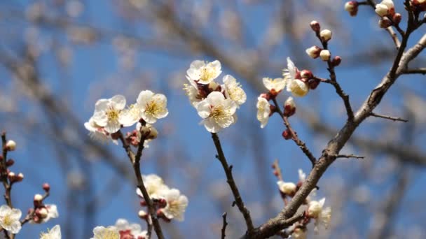 Tokio Japón Febrero 2018 Ume Blossom Plum Blossom Presagio Llegada — Vídeos de Stock