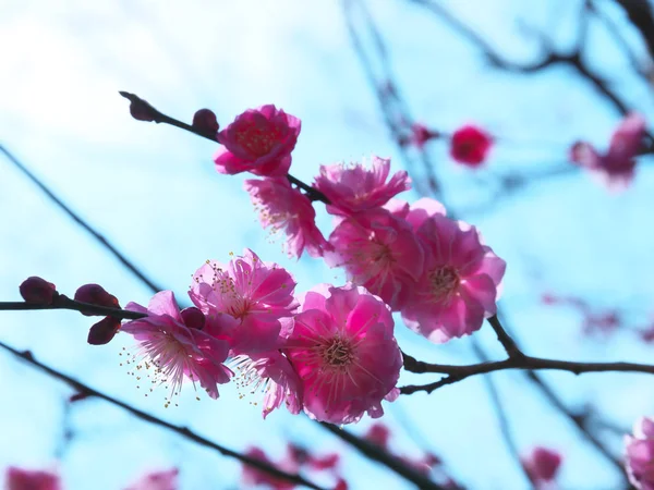 Tokyo Giappone Febbraio 2018 Fiore Ume Fiore Prugna Presagio Dell — Foto Stock