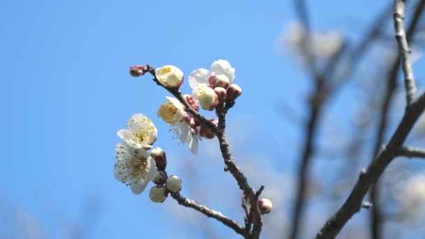 Tokyo Japon Février 2018 Fleur Umme Fleur Prunier Annonciateur Arrivée — Video