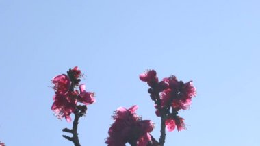 Tokyo, Japonya-Mart 3, 2018: Ume çiçeği veya Erik çiçeği, baharın gelişini Japonya'da habercisi 