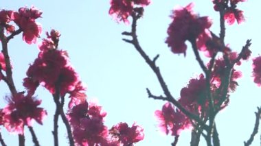 Tokyo, Japonya-Mart 3, 2018: Ume çiçeği veya Erik çiçeği, baharın gelişini Japonya'da habercisi 