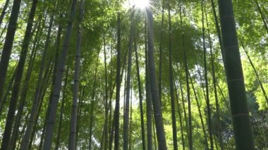 Tokyo, Japonya-Mart 3, 2018: Sabah güneşin doğduğunu mercek parlaması ile bambu ormanı. 