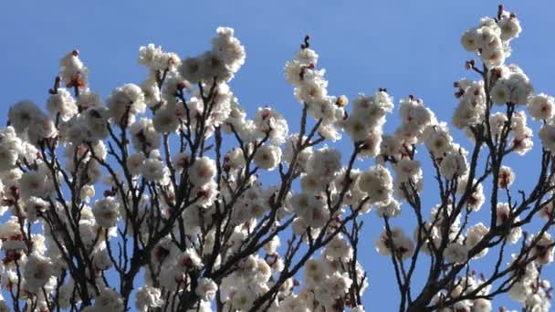 日本东京 2018年3月3日 天地开花或梅花 日本春天到来的预兆 — 图库视频影像