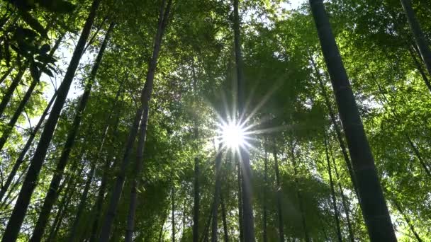 Tokyo Japon Mars 2018 Soleil Matin Brille Travers Forêt Bambous — Video