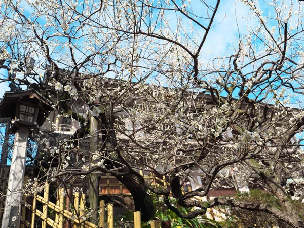 Tokyo Japan März 2018 Weiße Ume Blüte Oder Pflaumenblüte Bote — Stockfoto
