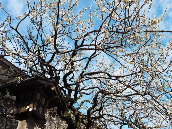 Tokio Japonsko Březen 2018 Bílá Ume Květy Nebo Švestkové Květy — Stock fotografie