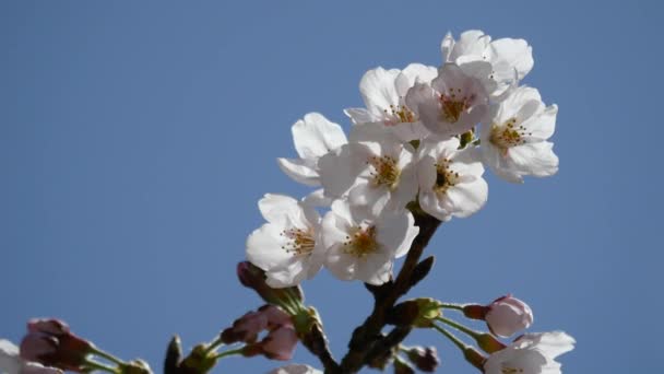 Tokyo Japonya Mart 2018 Kiraz Çiçekleri Veya Sakura Olacak Yakında — Stok video