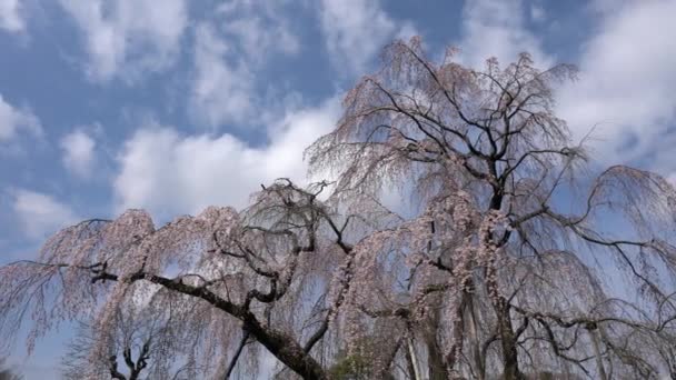 Tokyo Japan Maart 2018 Huilende Kersenboom Shidare Zakura — Stockvideo