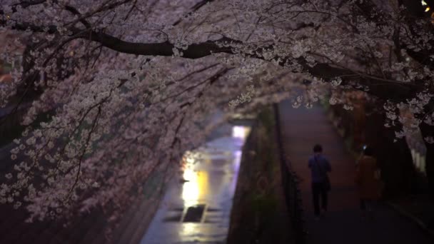 Tokio Japonia Marca 2018 Ludzie Spacerem Wzdłuż Rzeki Pod Wiśniowych — Wideo stockowe