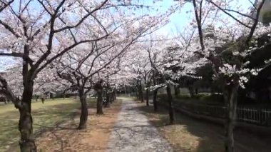 Tokyo, Japonya-Mart 27, 2018: kiraz çiçekleri veya Sakura tam Bloom altında (hızlandırılmış) yürüyüş 