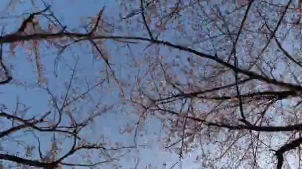 日本东京 2018年3月27日 时间流逝 在樱花或盛开的樱花下漫步 — 图库视频影像