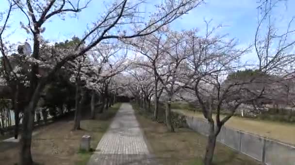 Tokio Japón Marzo 2018 Time Lapse Caminar Bajo Flores Cerezo — Vídeos de Stock