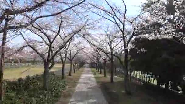 Tokio Japonia Marzec 2018 Walking Upływ Czasu Pod Wiśniowych Lub — Wideo stockowe