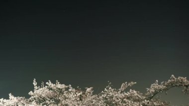 Tokyo, Japonya-Mart 29, 2018: (Zaman atlamalı) veya Sakura Büyükayı veya Charles's Wain tam Bloom kiraz çiçekleri