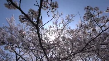 Tokyo, Japonya-Mart 30, 2018: Kiraz çiçekleri veya Sakura güneş karşı tam Bloom