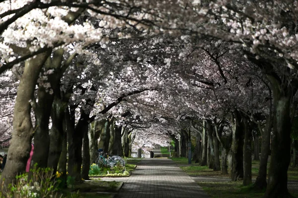 Токіо Японія Березень 2018 Шлях Парку Під Повному Розквіті Вишня — стокове фото