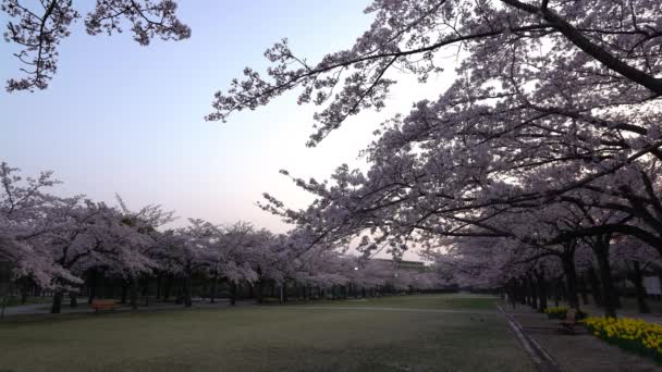 Tokio April 2018 Kirschblüten Oder Sakura Voller Blüte Vögel Twittern — Stockvideo