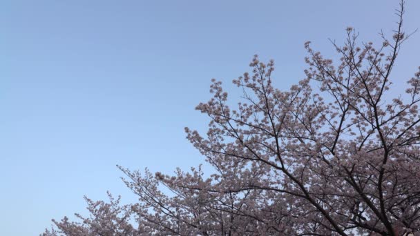 2018年4月1日 樱花或樱花盛开与鸟鸣叫在黎明 — 图库视频影像