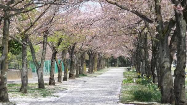 Tokio Japonia Kwiecień 2018 Prysznicem Spadające Kwitnącej Wiśni Parku — Wideo stockowe